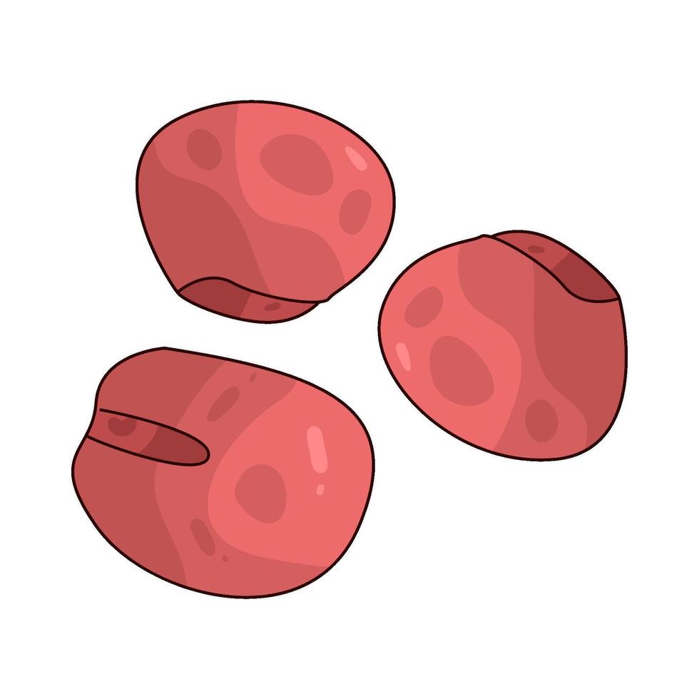 Red Lentil illustration vector