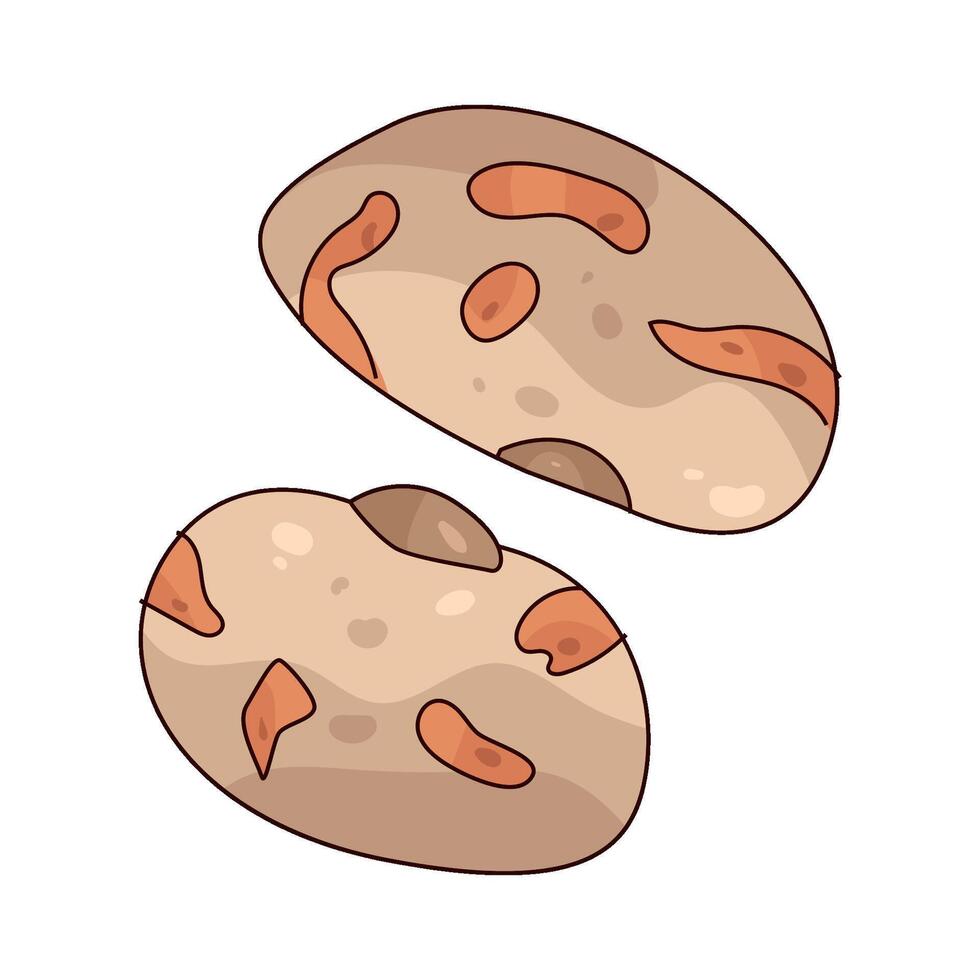 pinto bean illustration vector