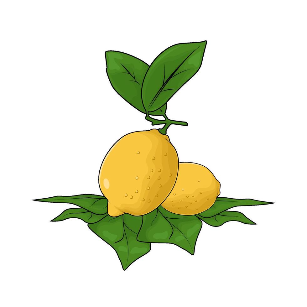 fresh lemon with leaves vector