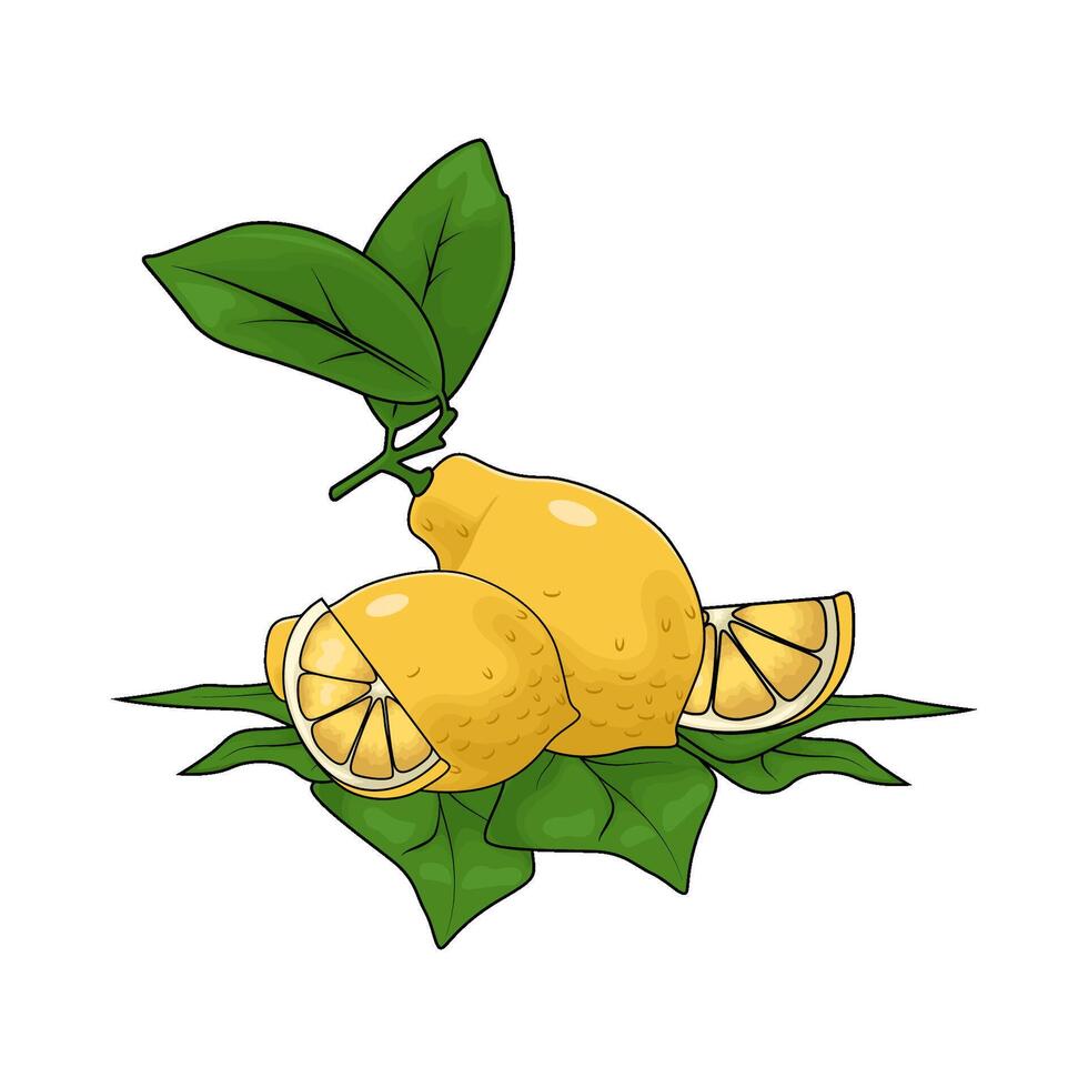 lemon with leaves still on vector