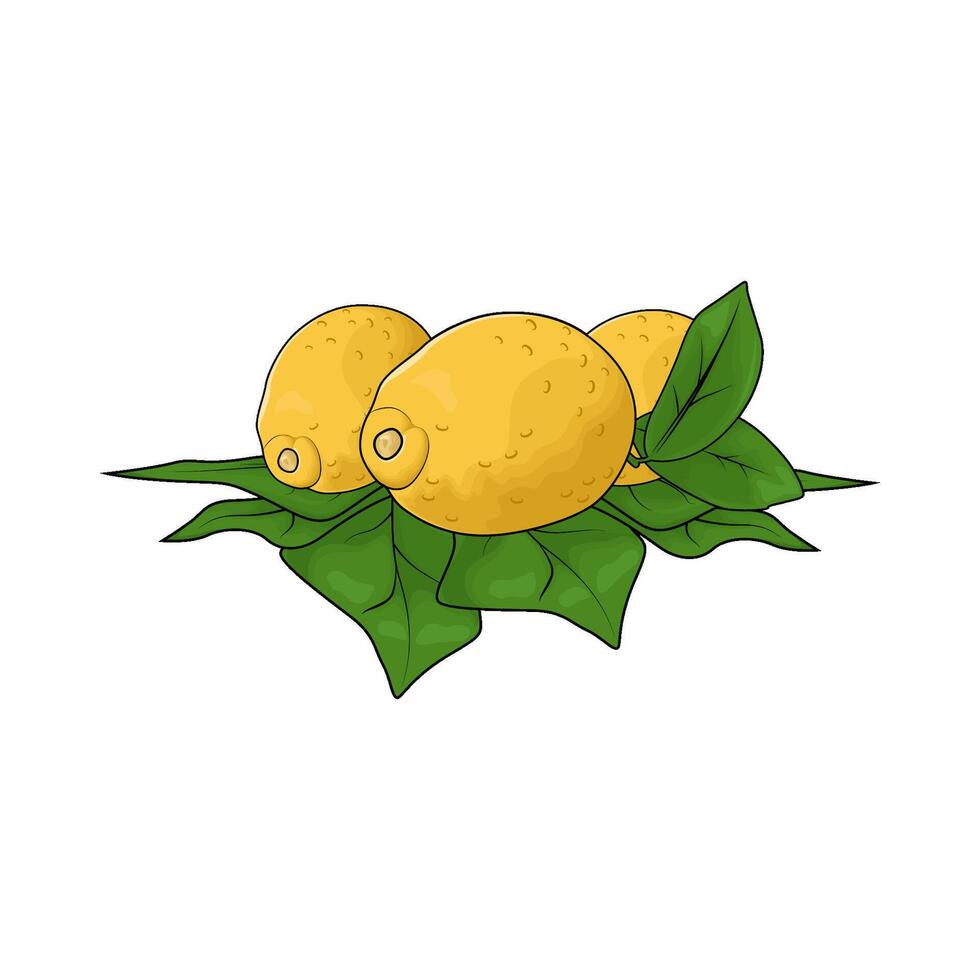 fresh lemon with leaf illustration vector