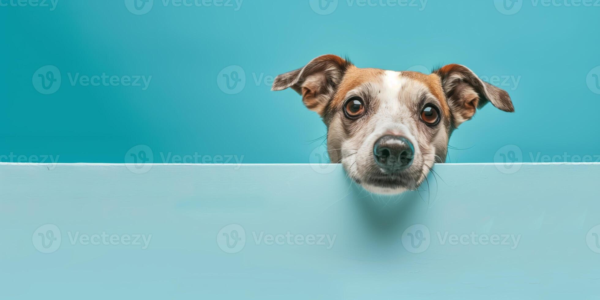 funny and happy puppy dog peeking out from behind a blue banner photo