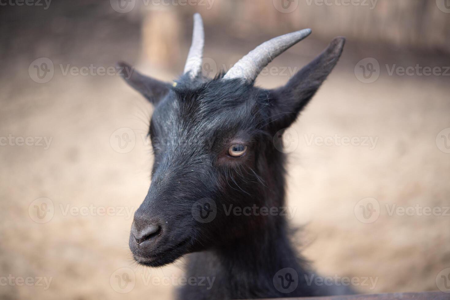 Black goat face photo