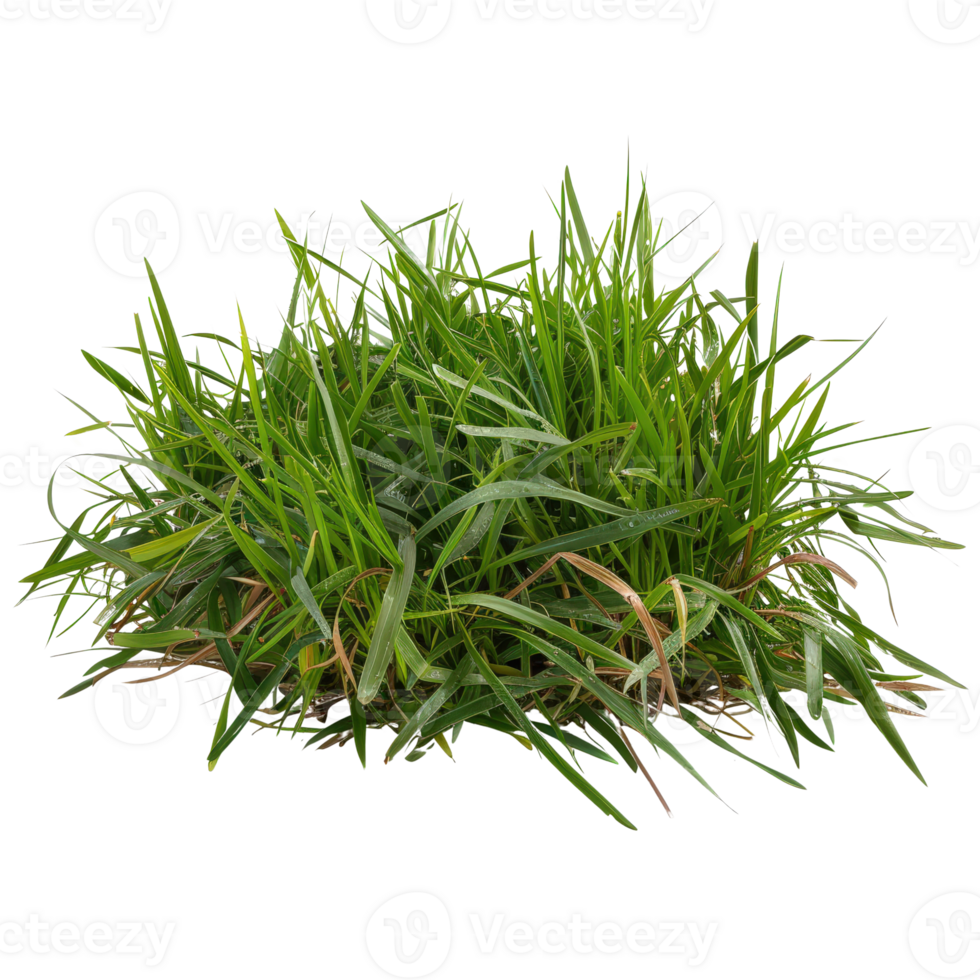 Vibrant Green Grass Cluster with Fresh Sprouts in Natural Outdoor Setting png