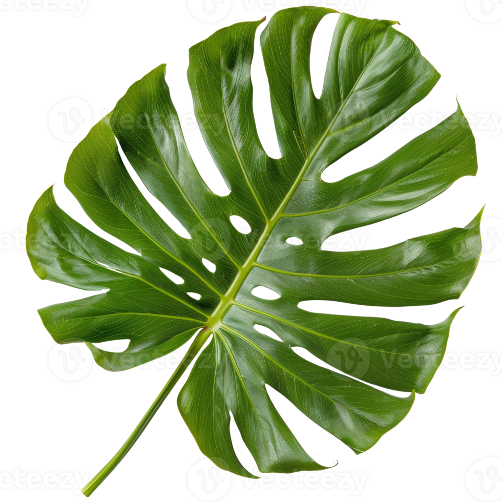 Large green monstera leaf with intricate cuts and texture against a clean . png