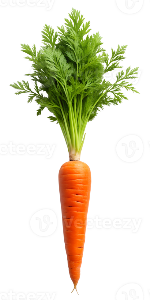 carrot with leaves png