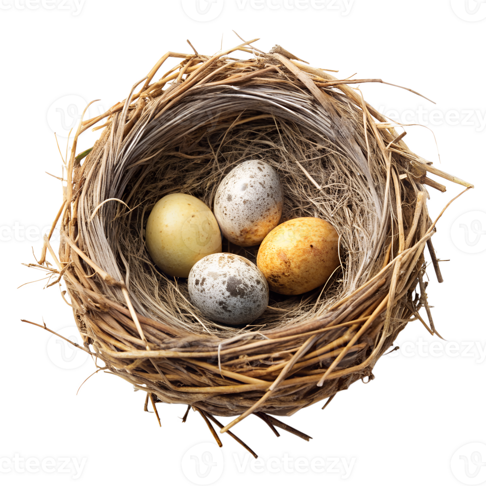 nest with eggs png