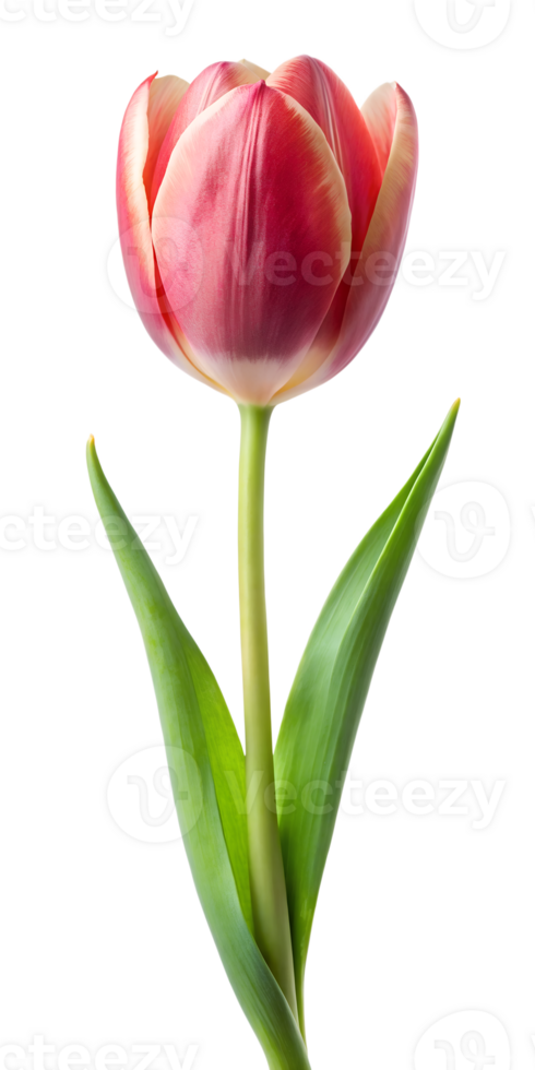 single red tulip png