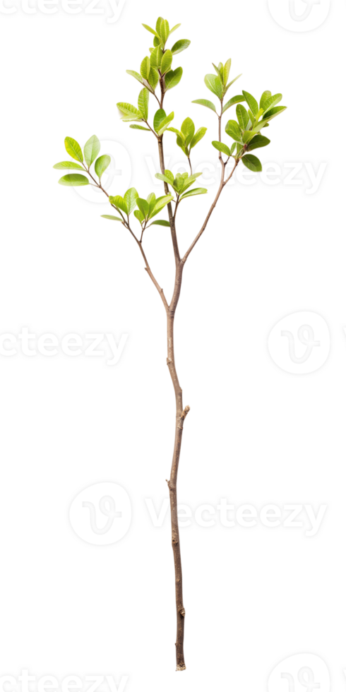 single small branch png