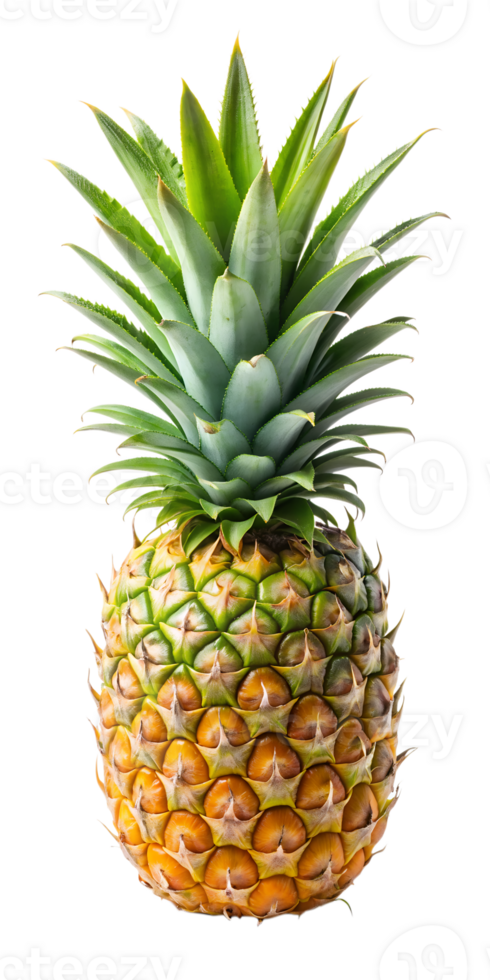 fresh pineapple fruit png