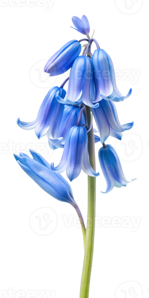 blue iris flower png