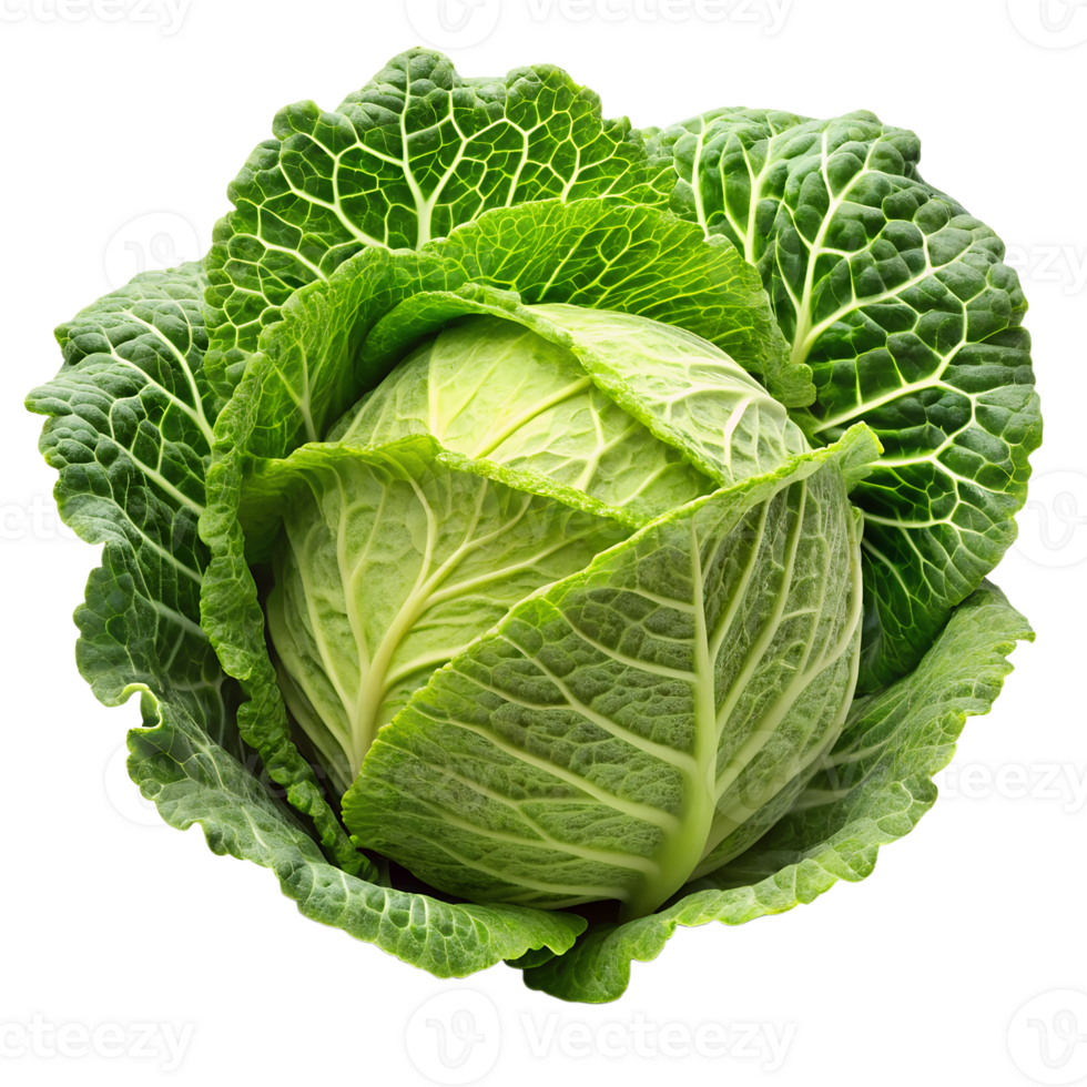 head of cabbage png