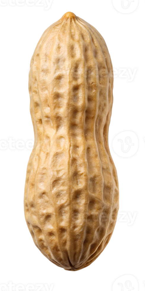 close up of peanut png
