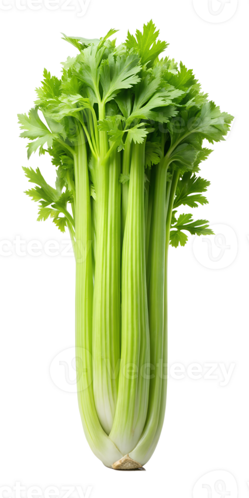 fresh green celery png