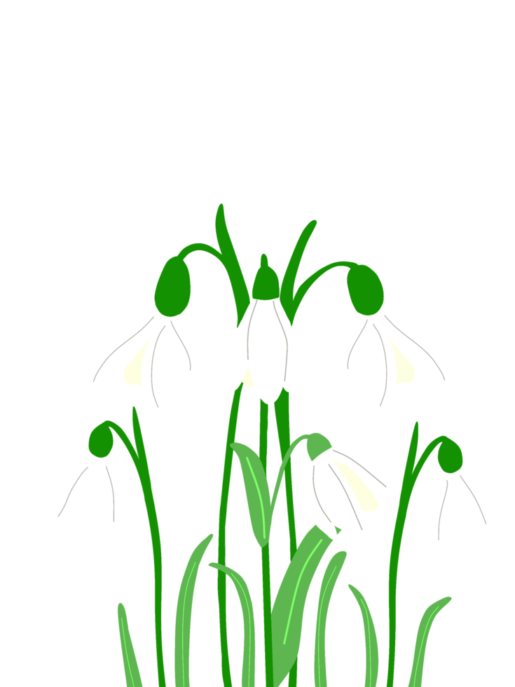 snowdrop flowers illustration png