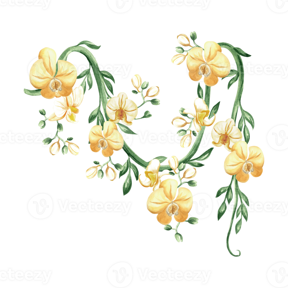 Yellow orchid flowers on tropical liana with leaves watercolor illustration isolated. Tropical blooming plant for jungle design. Hand drawn phalaenopsis on climbing plant in realistic botanical style. png