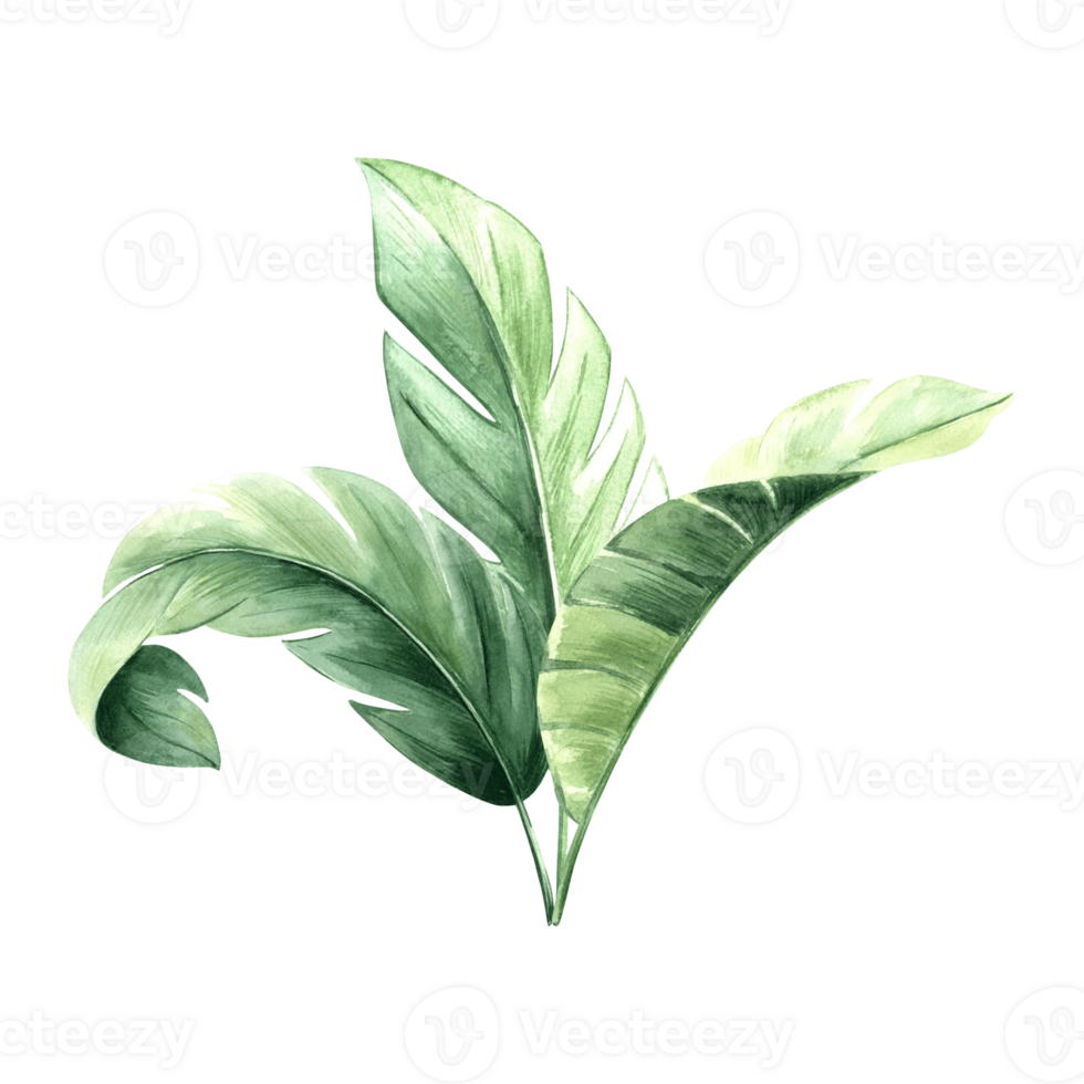 Watercolor tropical green leaves of banana isolated illustration for rainforest designs. Hand drawn palm foliage and jungle plants in realistic botanical style. Clipart of lush exotic greenery png