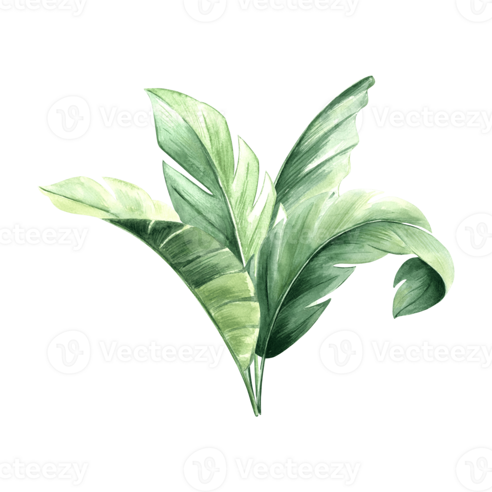 Watercolor tropical green leaves of bananas isolated illustration for rainforest designs. Hand drawn palm foliage and jungle plants in realistic botanical style. Clipart of lush exotic greenery png