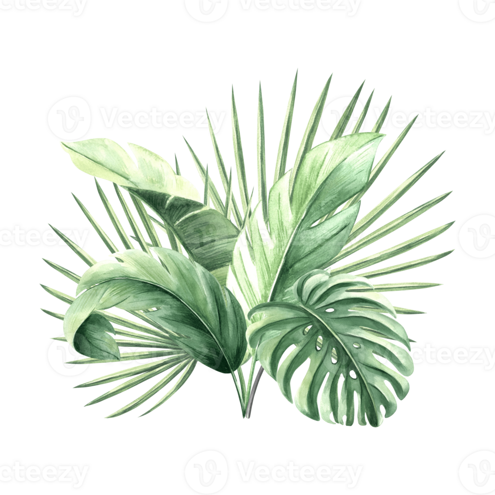 Watercolor tropical palm leaves isolated illustration for summer rainforest designs. Hand drawn green monstera jungle plants in realistic botanical style. Clipart of lush foliage exotic plants. png