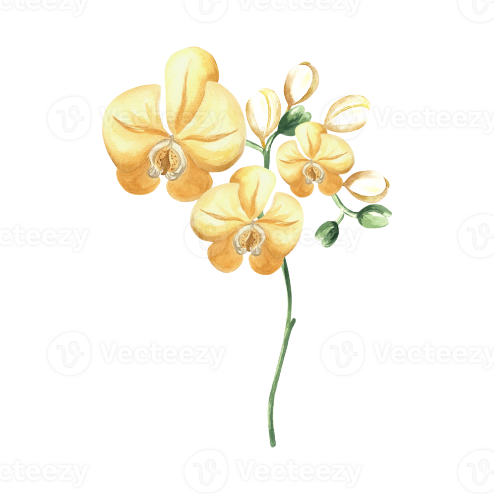 Yellow orchids flowers on branch with leaves and buds watercolor illustration isolated. Tropical blooming plant for design of spring jungle. Hand drawn phalaenopsis twig in realistic botanical style png