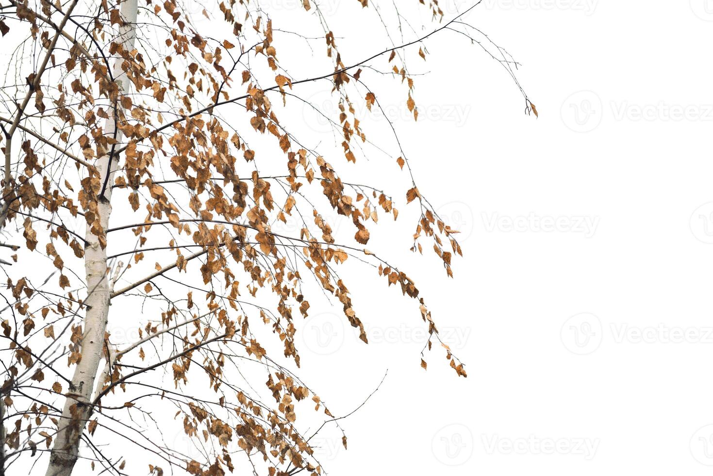 Minimalistic Beige Birch Tree Branch with Dry Leaves Against isolated background photo