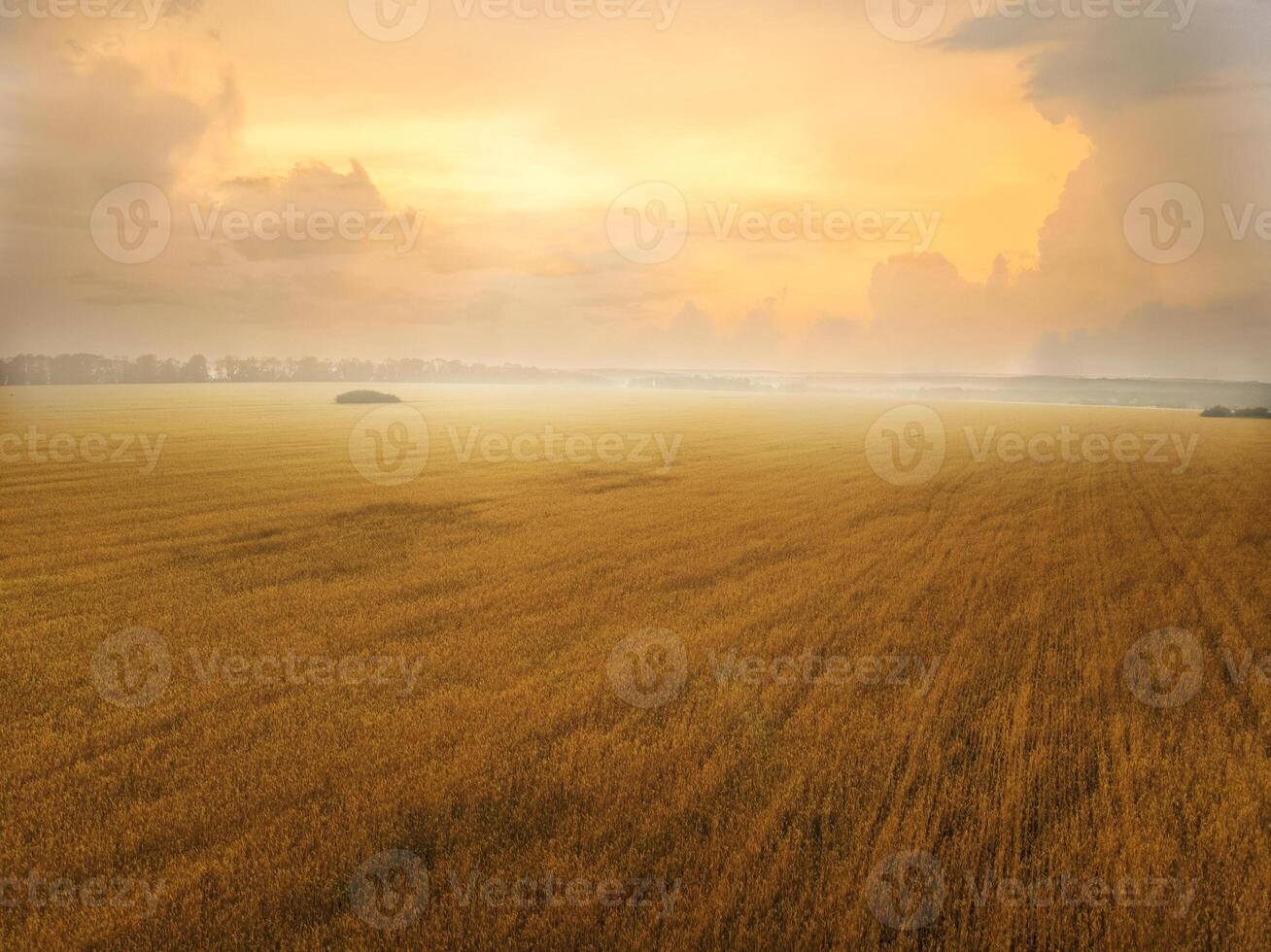 Wheat field at sunset photo