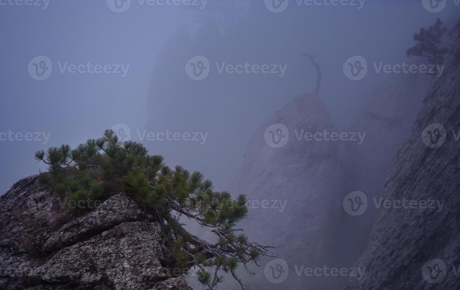Mountains, fog, spruce photo