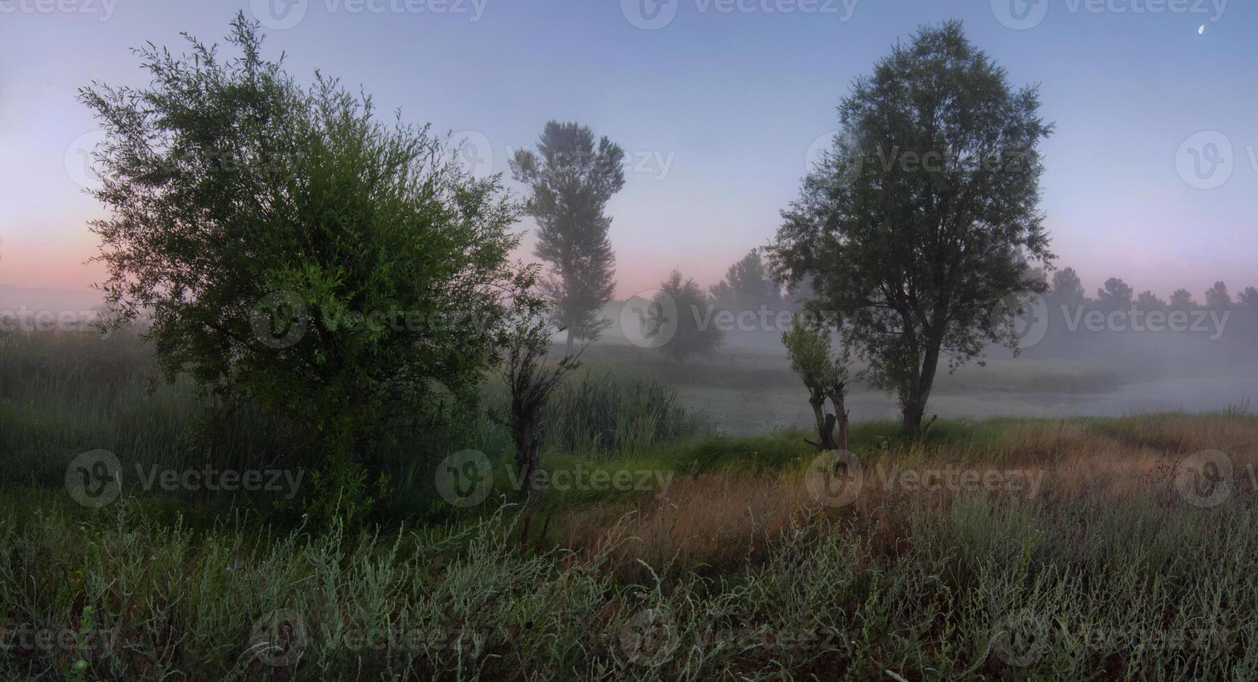 Summer twilight in a swamp photo