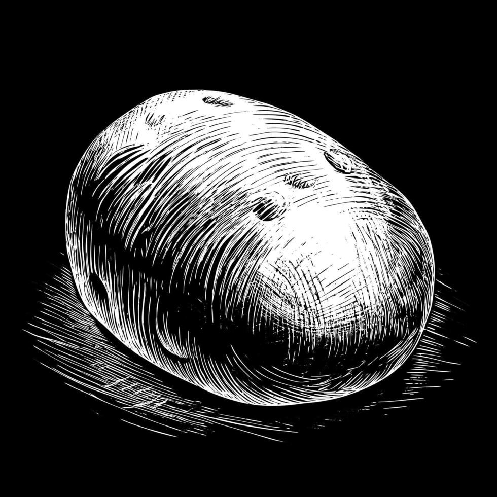 A potato is drawn in black and white vector
