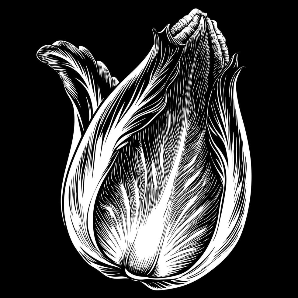A drawing of a leafy green vegetable with a white stem vector