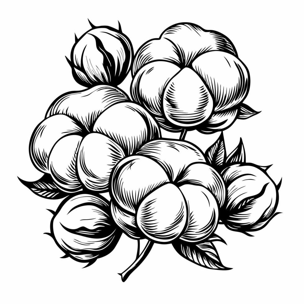 Intricate Line Art of Cotton Plants with Leaves and Bolls vector