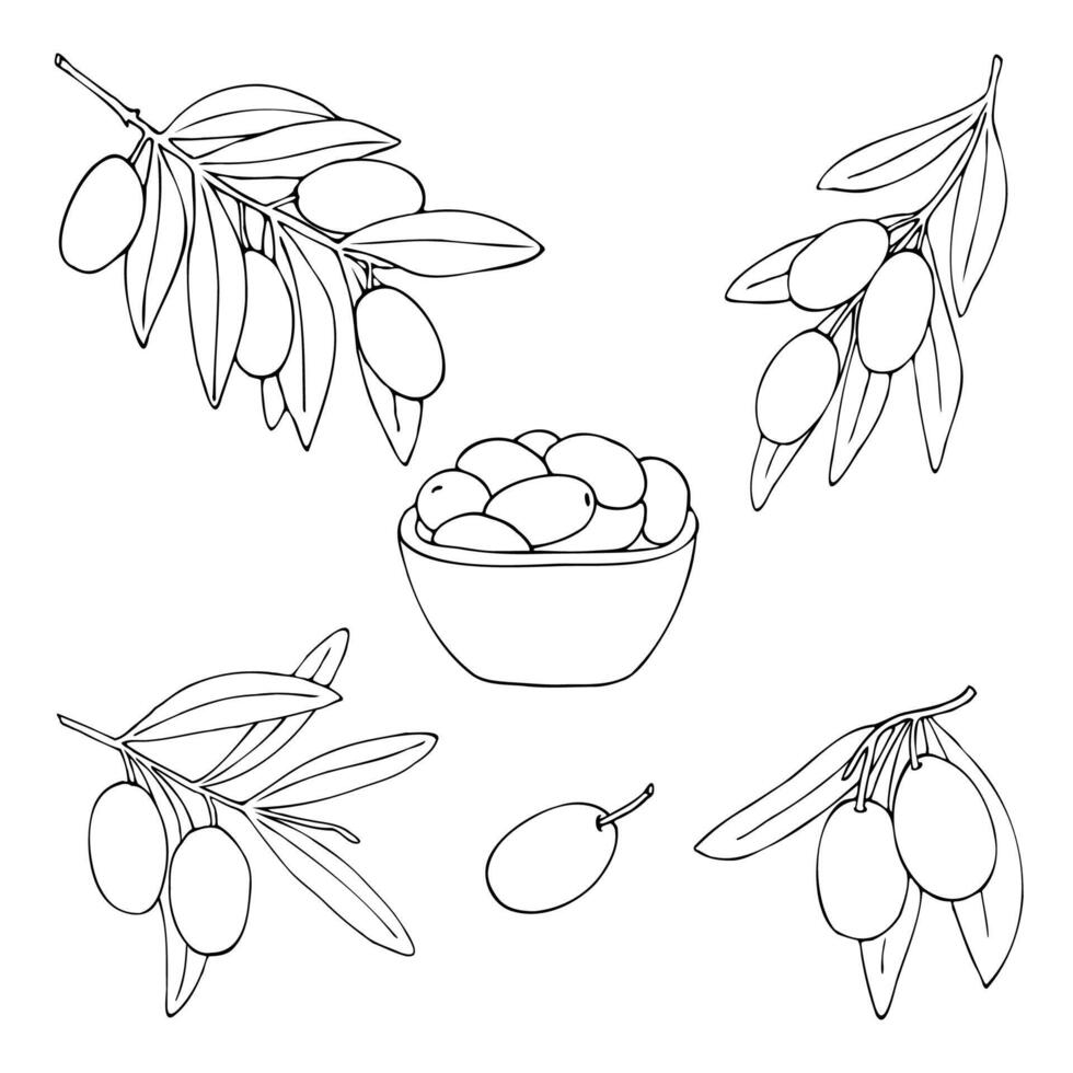 Outline drawing of olive branches, olives in a plate, hand drawn in cartoon style. vector