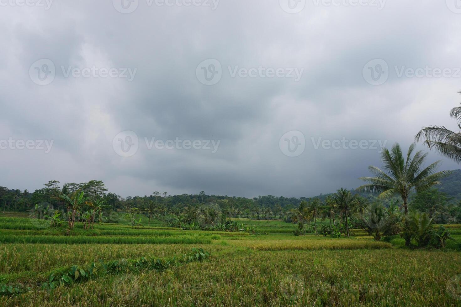 Rice paddy field, overcast sky, rural landscape, Asian farming photo