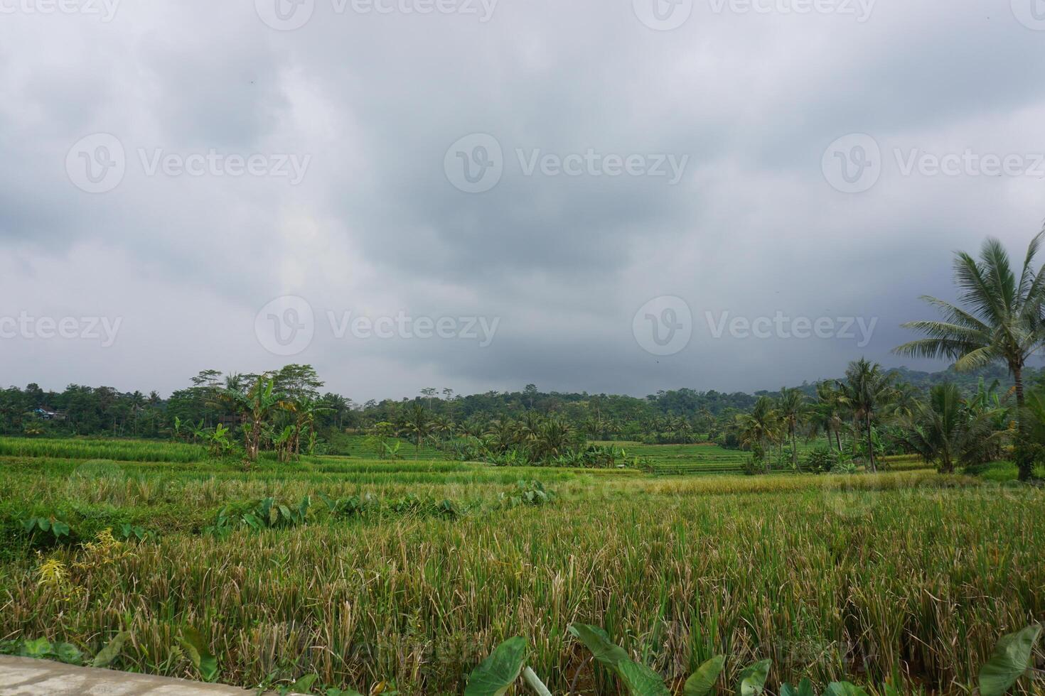 Rural Indonesian rice paddy under stormy clouds photo