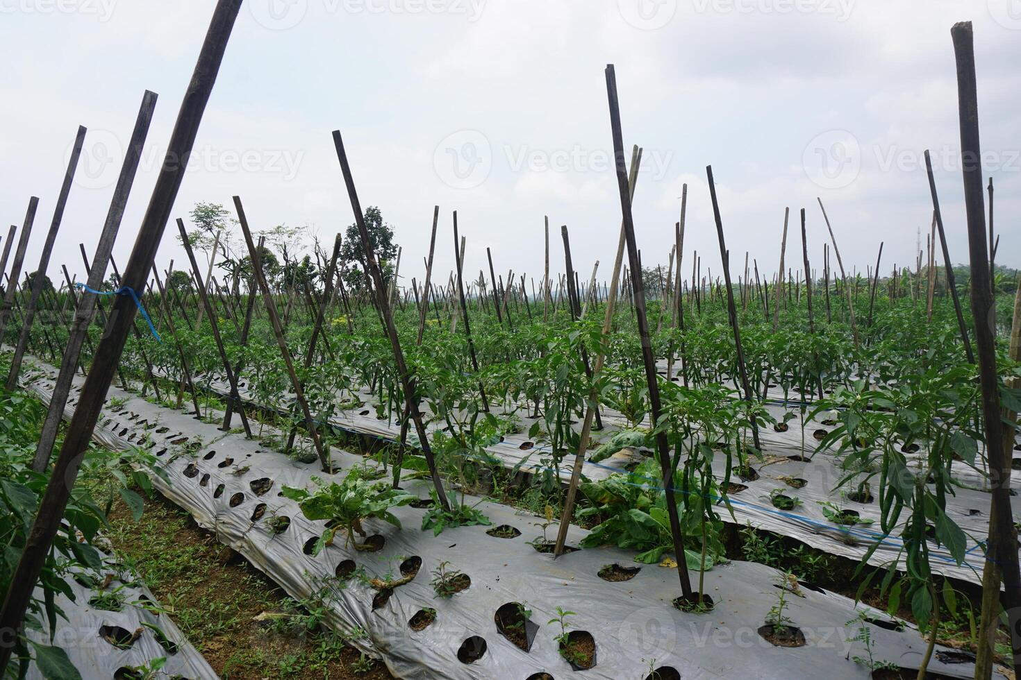 Rural chili pepper farm, plants growing on stakes, overcast sky, agriculture photo