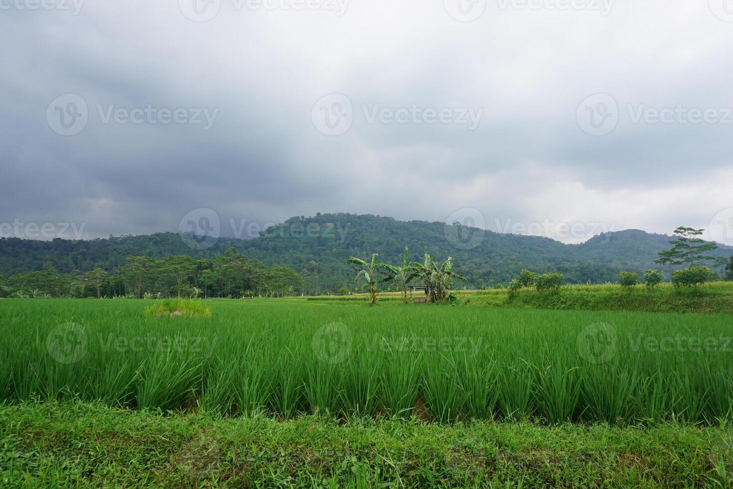 Lush green rice paddy field, mountains background, overcast sky, rural agriculture photo