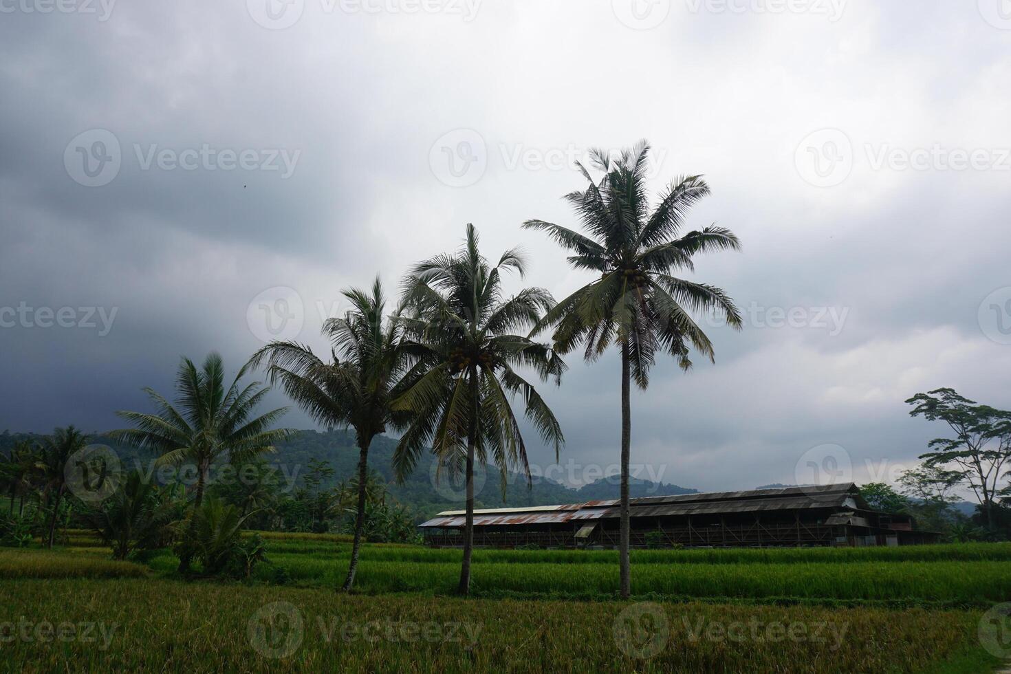 Tropical Rice Paddy Under Stormy Sky photo