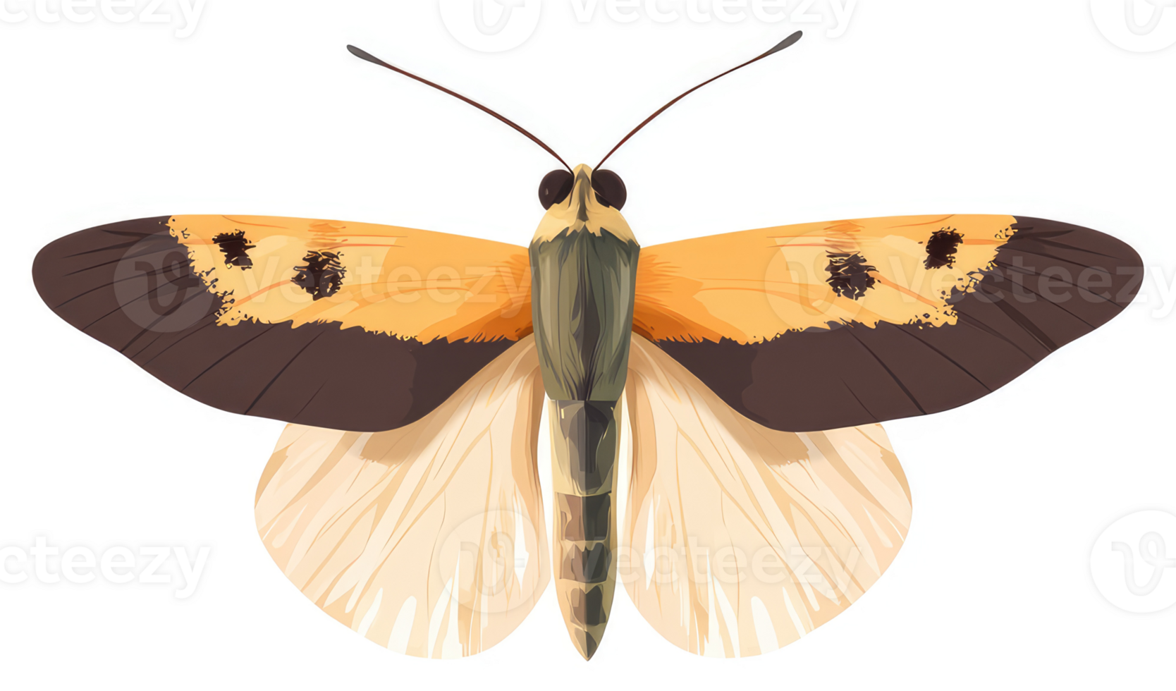 Illustration of a colorful moth with orange and brown wings. png