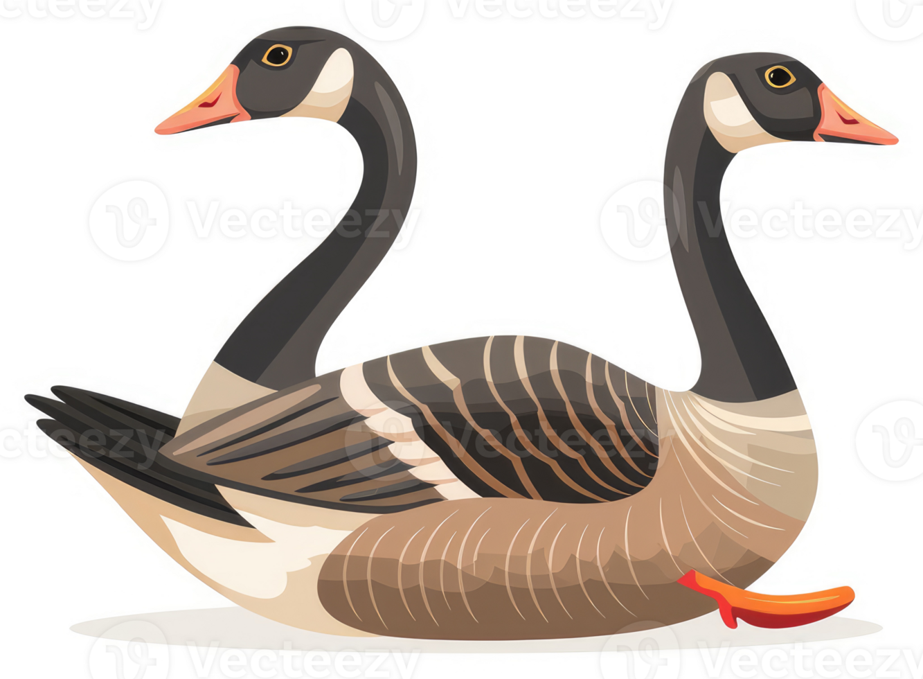 Two resting canadian geese on a white background. png
