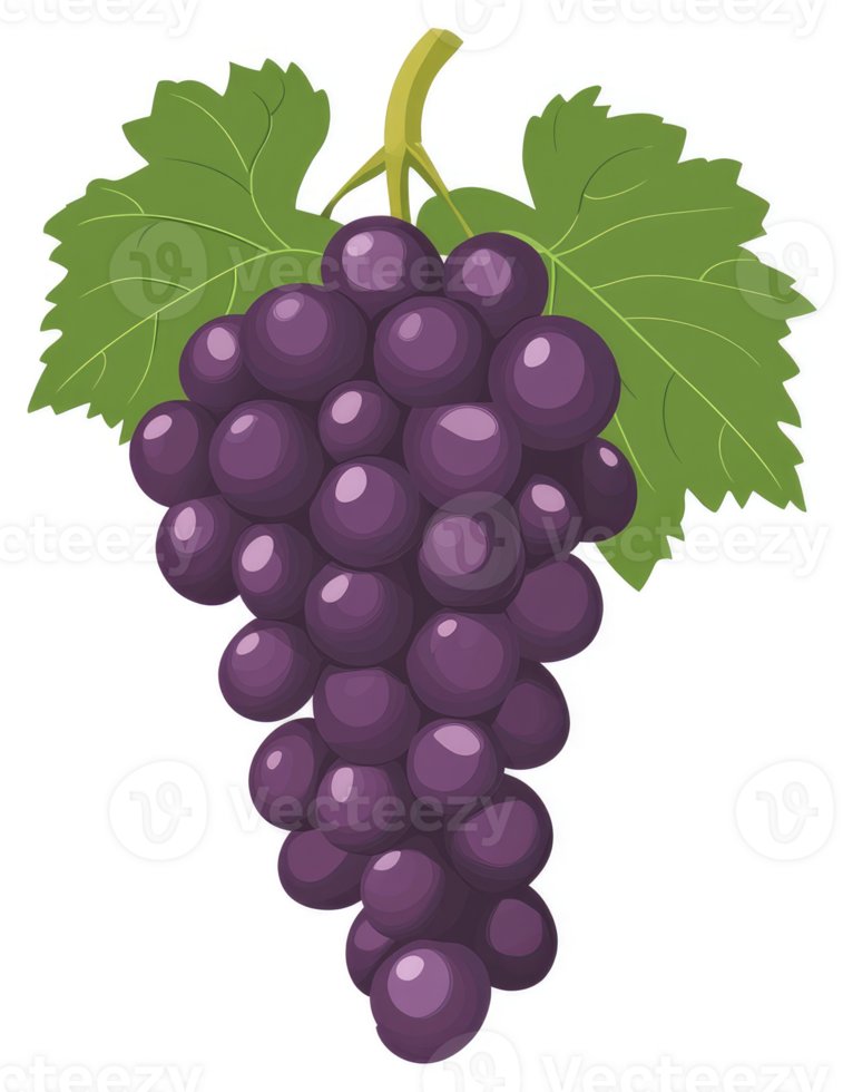 A bunch of ripe, dark purple grapes hanging from a vine. png