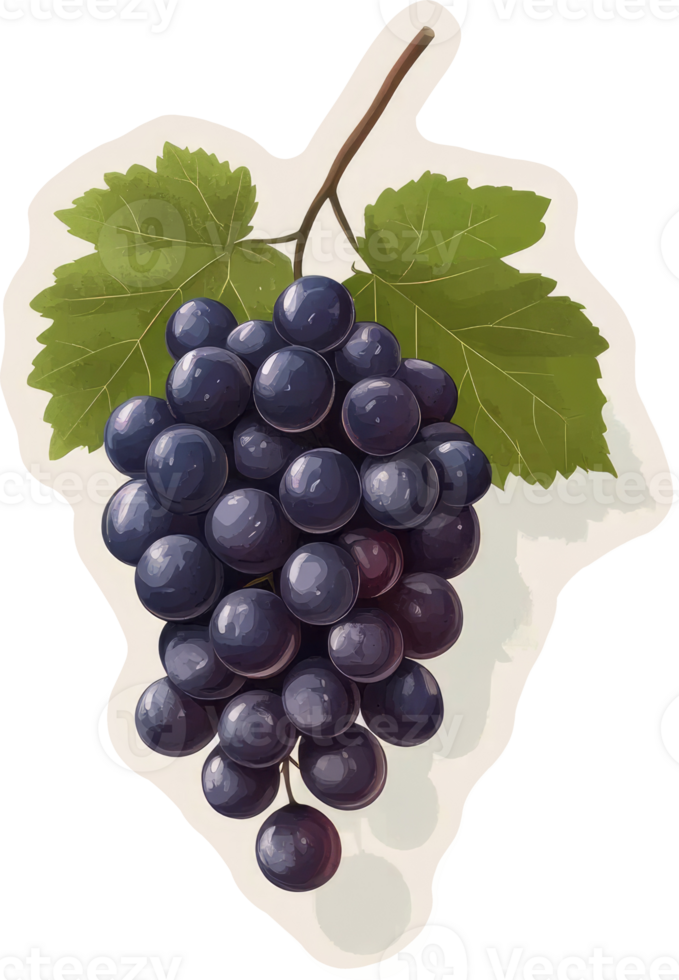 A cluster of dark purple grapes with lush green leaves. png