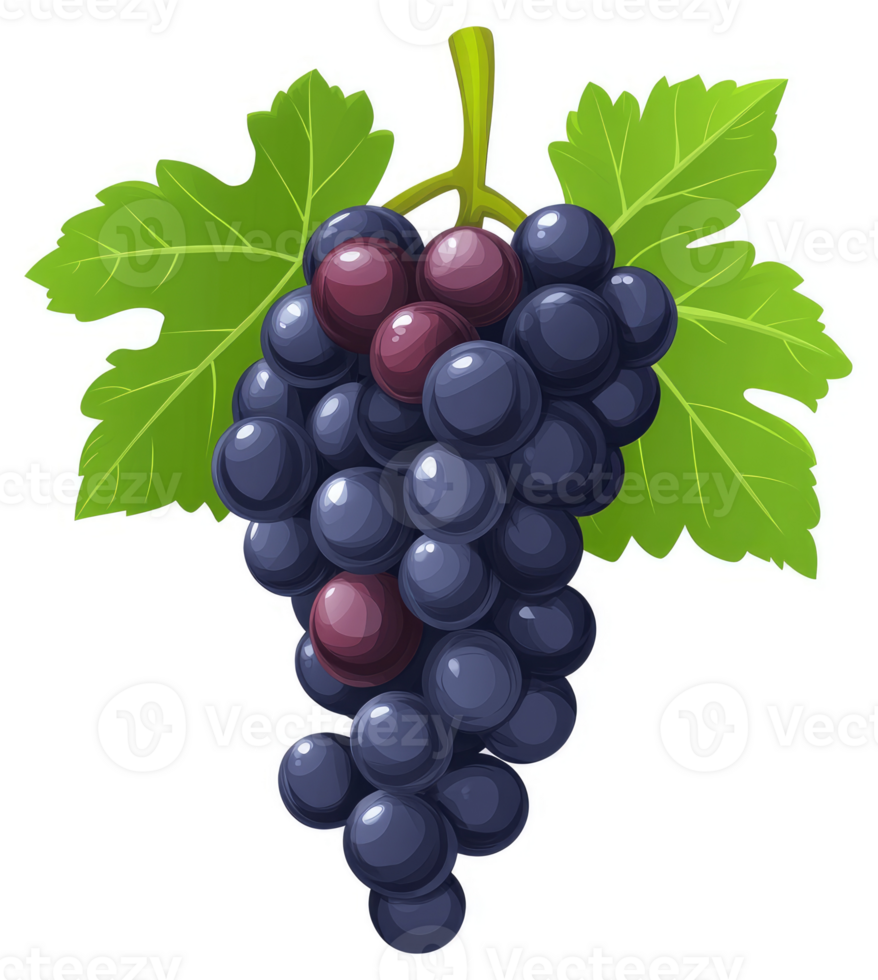A bunch of ripe, dark purple grapes with leaves. png
