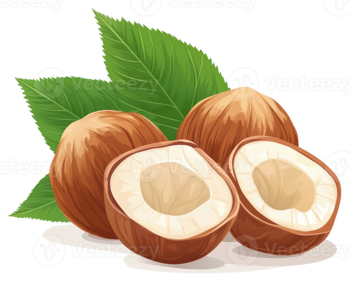 Hazelnuts with leaves, showcasing the rich interior of the nut. png