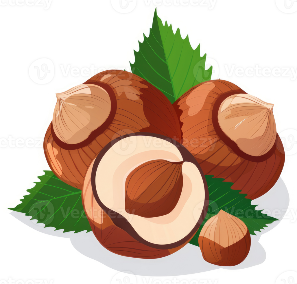 A close-up illustration of hazelnuts with leaves. png