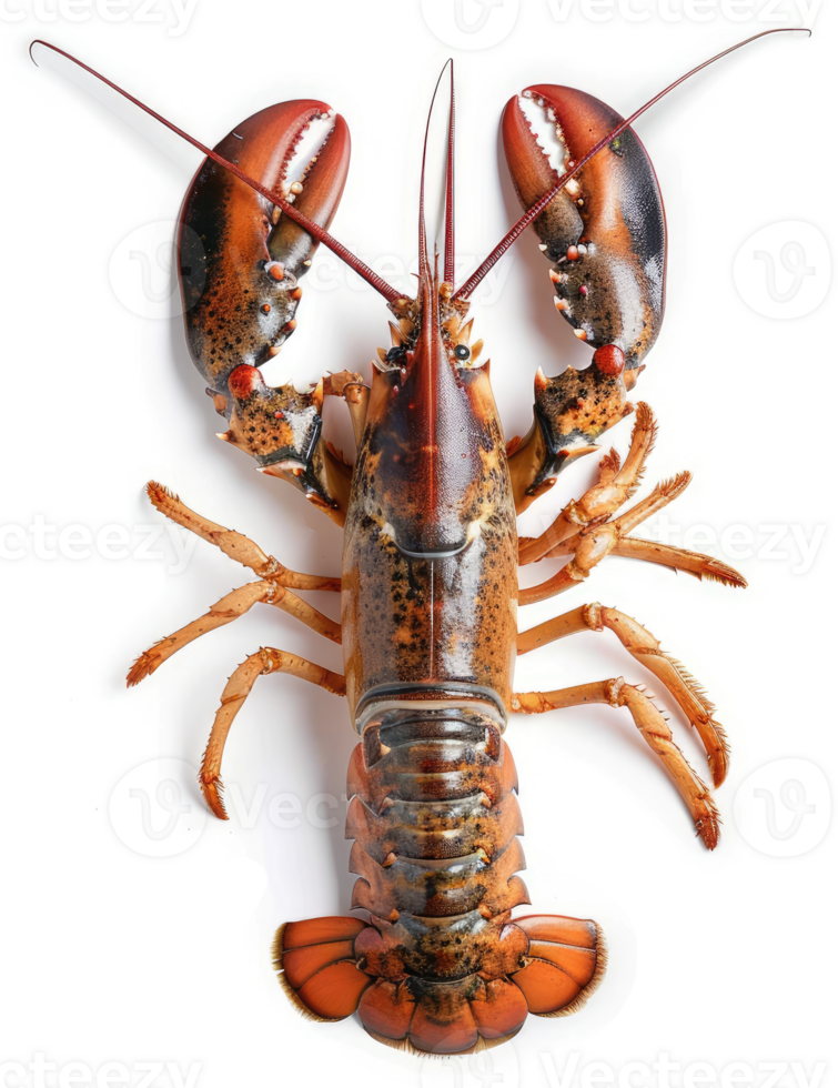 A whole, fresh lobster, displayed on a white background. png