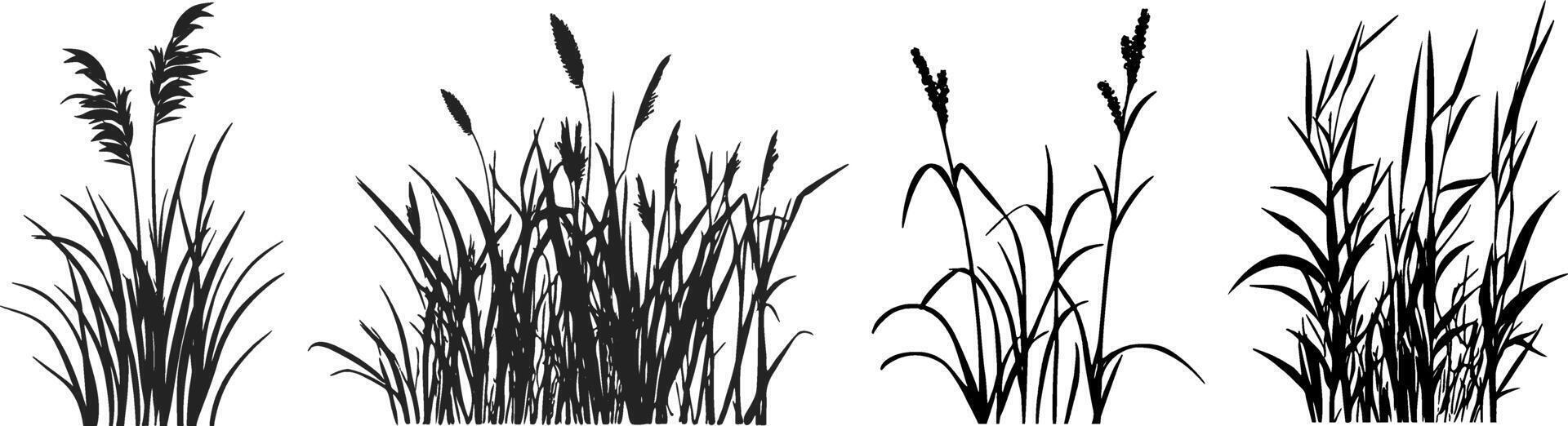 Set of grasses illustration vector