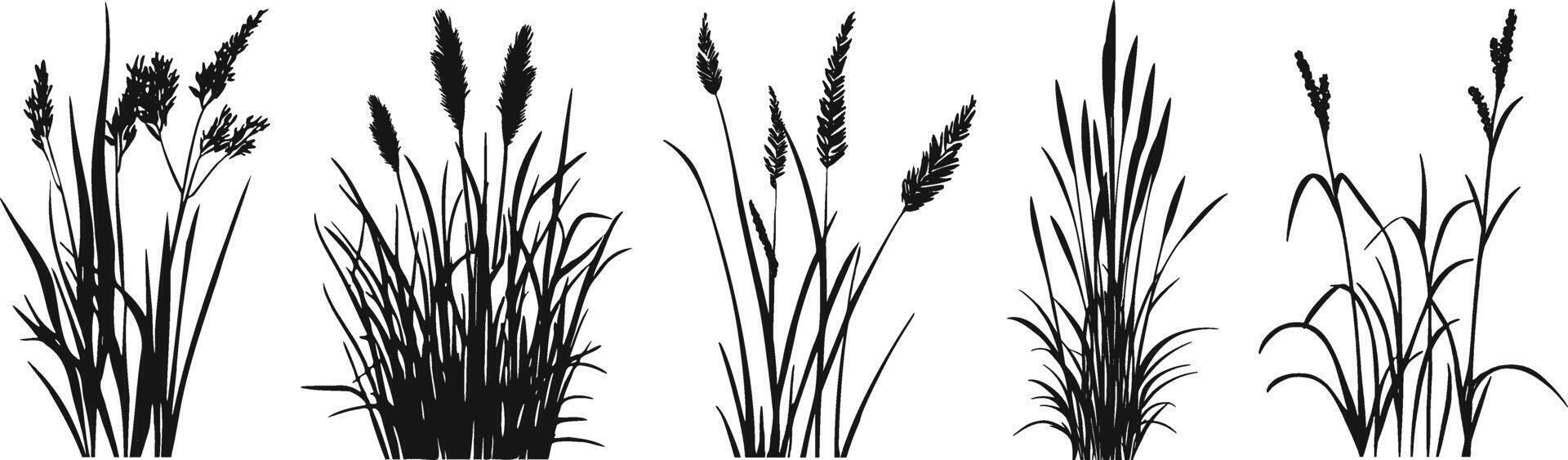 Set of grasses vector