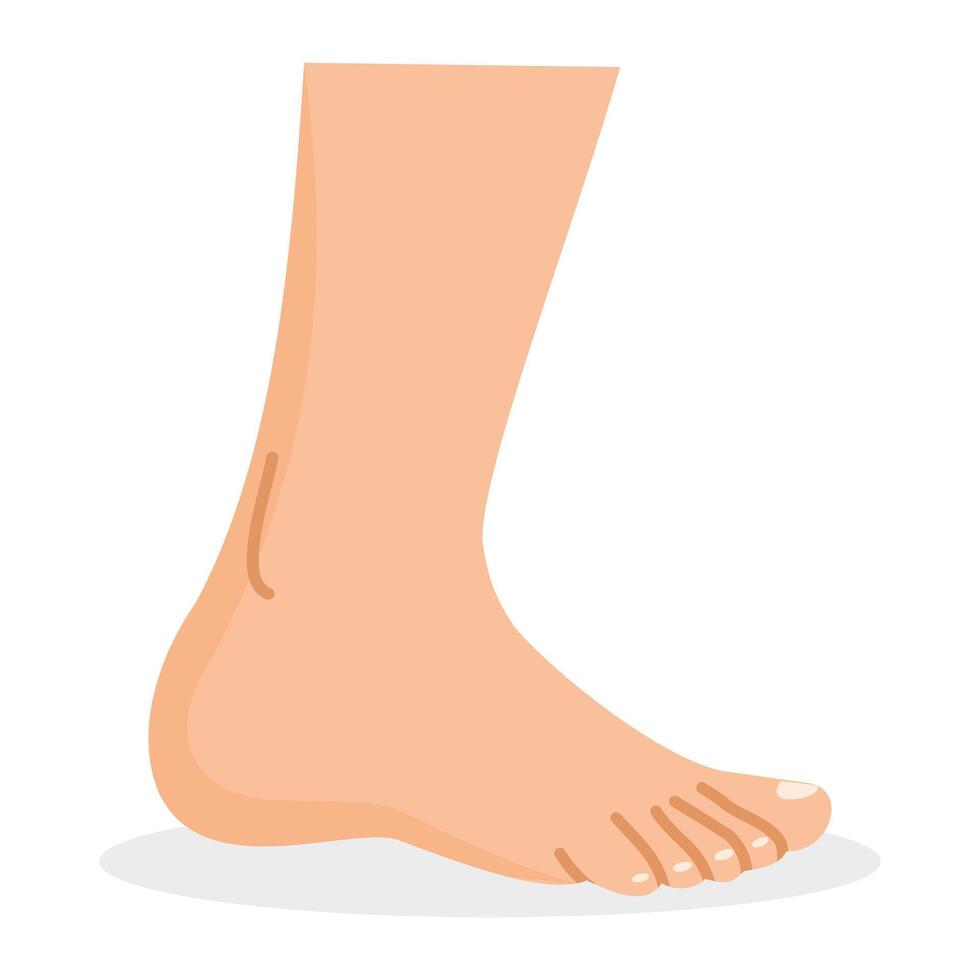 Ankle illustration isolated on white background vector