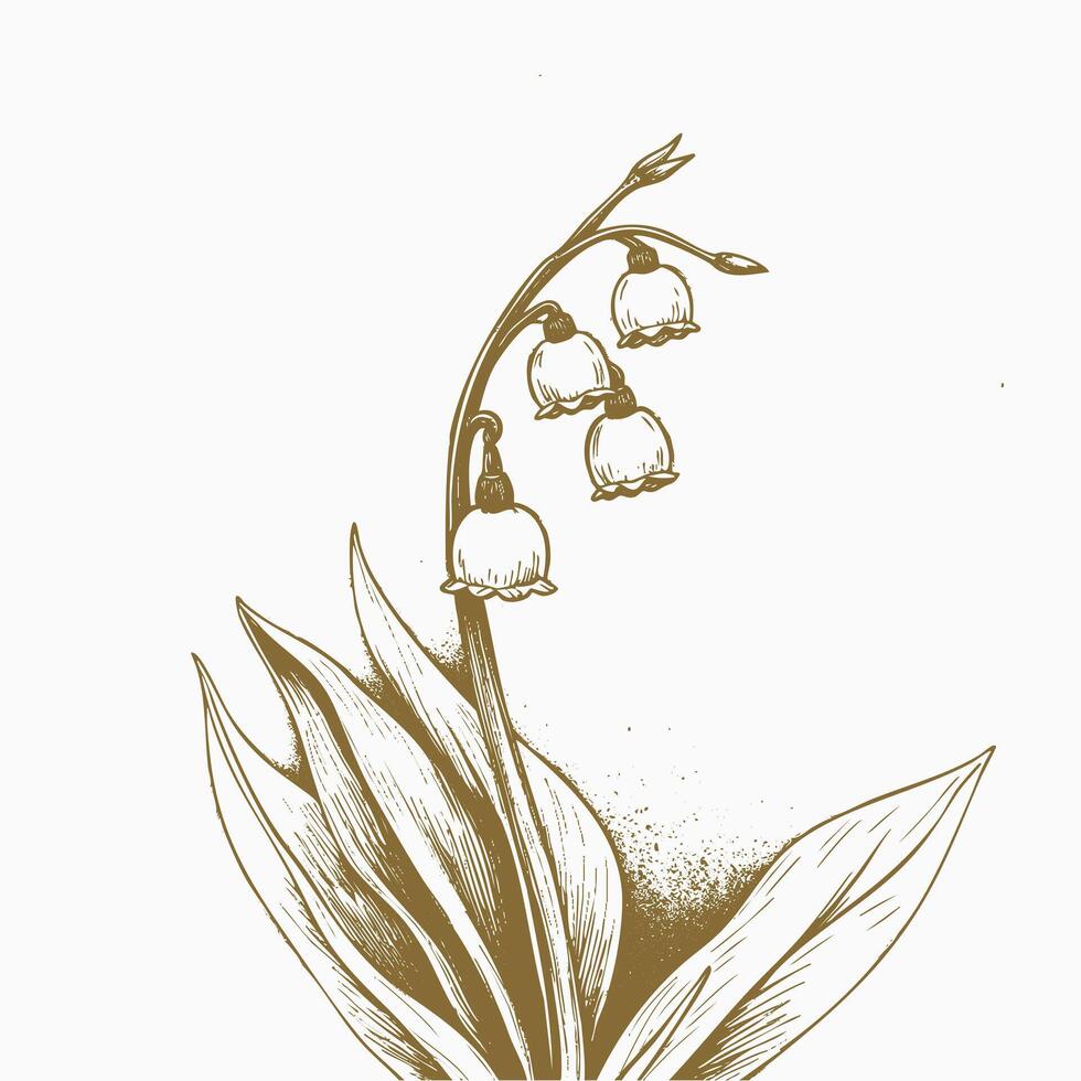 A drawing of lily of the valley vector