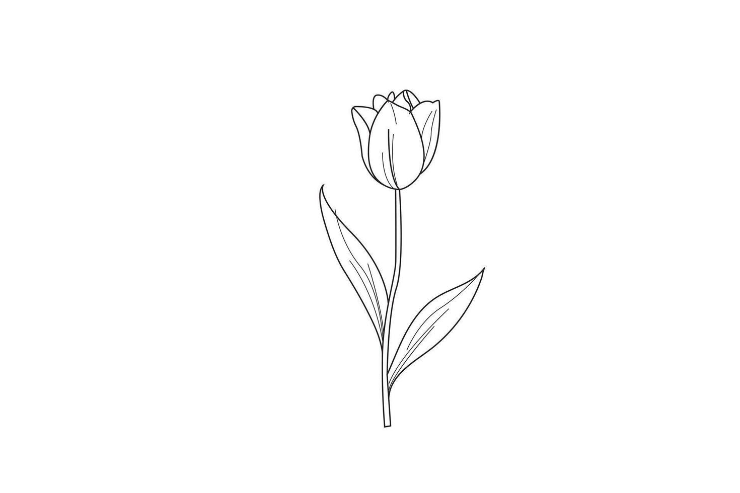 modern floral sketch of a tulip with delicate lines vector